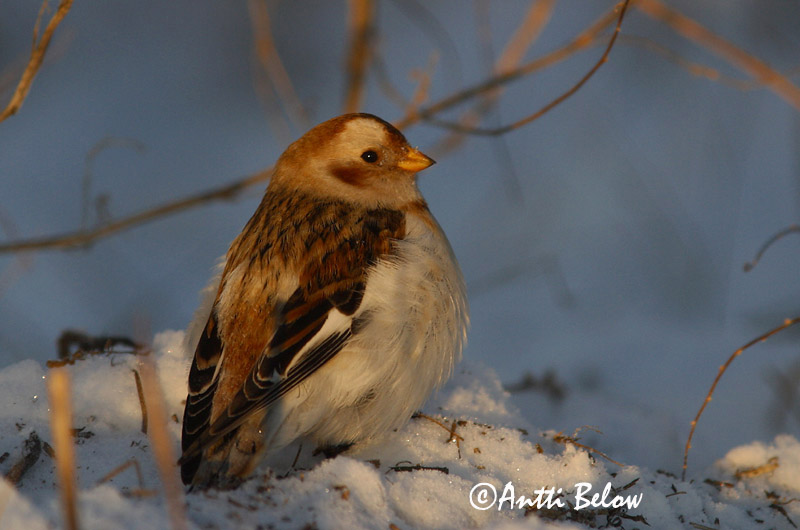 Avainsanat: Sit blanc Snespurv Sneeuwgors Snow Bunting Hangelind Pulmunen Bruant des neiges Schneeammer Hósármány Snjótittlingur Snøspurv Escrevedeira-das-neves Plectrophenax nivalis Escribano Nival Snösparv