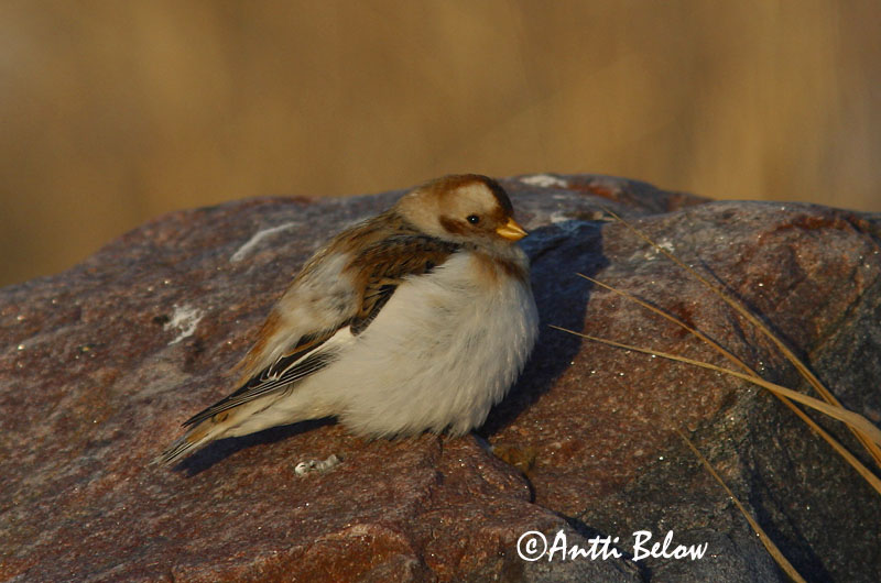 Avainsanat: Sit blanc Snespurv Sneeuwgors Snow Bunting Hangelind Pulmunen Bruant des neiges Schneeammer Hósármány Snjótittlingur Snøspurv Escrevedeira-das-neves Plectrophenax nivalis Escribano Nival Snösparv