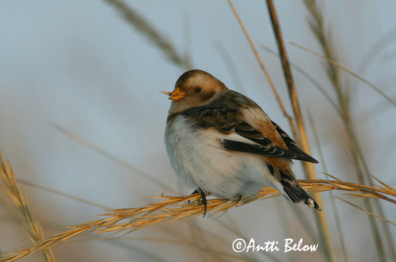 Avainsanat: Sit blanc Snespurv Sneeuwgors Snow Bunting Hangelind Pulmunen Bruant des neiges Schneeammer Hósármány Snjótittlingur Snøspurv Escrevedeira-das-neves Plectrophenax nivalis Escribano Nival Snösparv