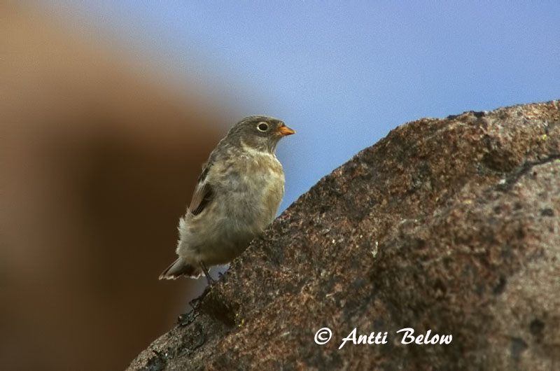Avainsanat: Sit blanc Snespurv Sneeuwgors Snow Bunting Hangelind Pulmunen Bruant des neiges Schneeammer Hósármány Snjótittlingur Snøspurv Escrevedeira-das-neves Plectrophenax nivalis Escribano Nival Snösparv