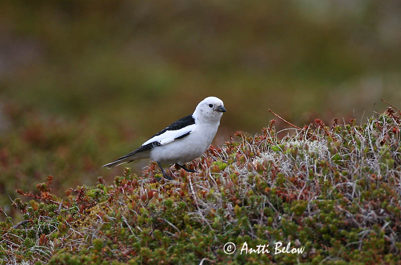 Avainsanat: Sit blanc Snespurv Sneeuwgors Snow Bunting Hangelind Pulmunen Bruant des neiges Schneeammer Hósármány Snjótittlingur Snøspurv Escrevedeira-das-neves Plectrophenax nivalis Escribano Nival Snösparv
