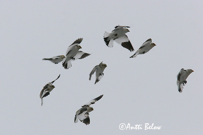 Avainsanat: Sit blanc Snespurv Sneeuwgors Snow Bunting Hangelind Pulmunen Bruant des neiges Schneeammer Hósármány Snjótittlingur Snøspurv Escrevedeira-das-neves Plectrophenax nivalis Escribano Nival Snösparv