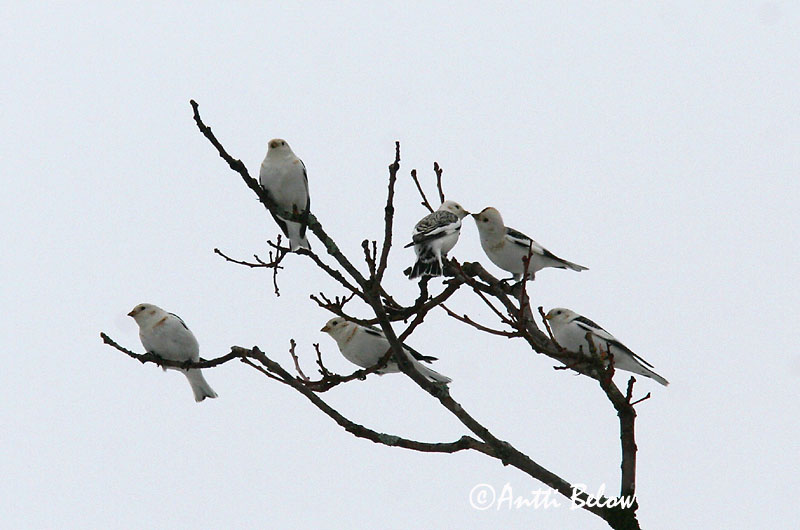 Avainsanat: Sit blanc Snespurv Sneeuwgors Snow Bunting Hangelind Pulmunen Bruant des neiges Schneeammer Hósármány Snjótittlingur Snøspurv Escrevedeira-das-neves Plectrophenax nivalis Escribano Nival Snösparv