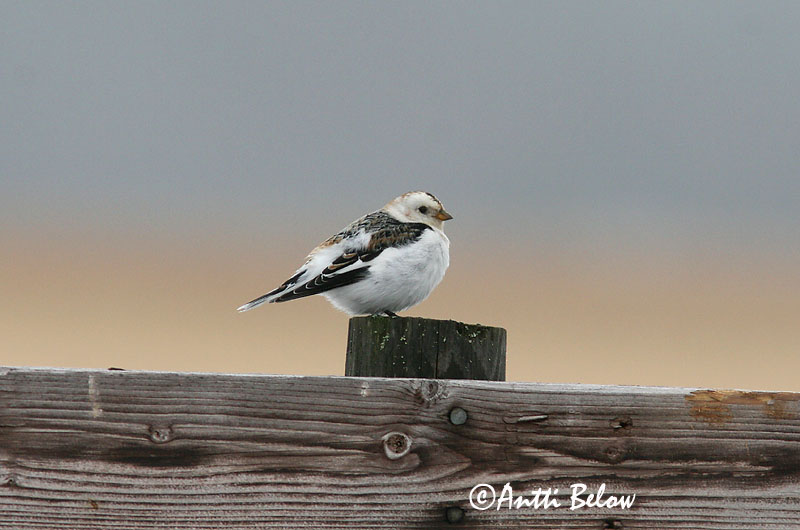 Avainsanat: Sit blanc Snespurv Sneeuwgors Snow Bunting Hangelind Pulmunen Bruant des neiges Schneeammer Hósármány Snjótittlingur Snøspurv Escrevedeira-das-neves Plectrophenax nivalis Escribano Nival Snösparv
