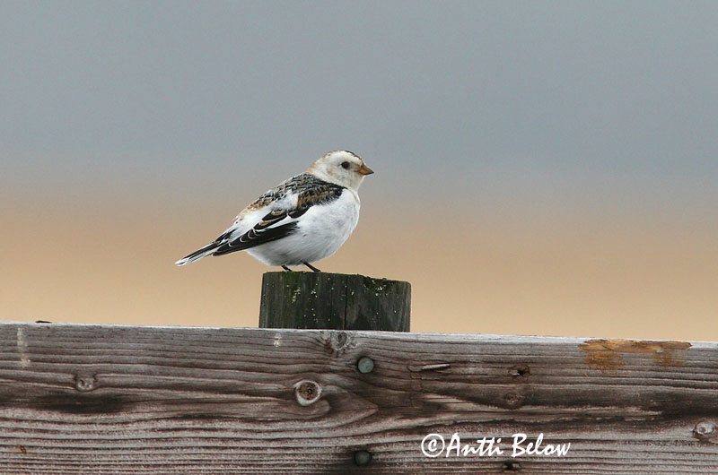 Avainsanat: Sit blanc Snespurv Sneeuwgors Snow Bunting Hangelind Pulmunen Bruant des neiges Schneeammer Hósármány Snjótittlingur Snøspurv Escrevedeira-das-neves Plectrophenax nivalis Escribano Nival Snösparv