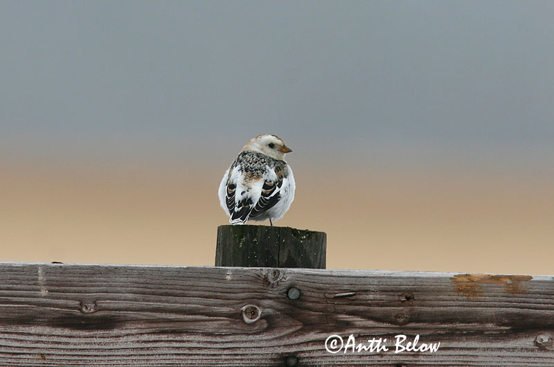 Avainsanat: Sit blanc Snespurv Sneeuwgors Snow Bunting Hangelind Pulmunen Bruant des neiges Schneeammer Hósármány Snjótittlingur Snøspurv Escrevedeira-das-neves Plectrophenax nivalis Escribano Nival Snösparv