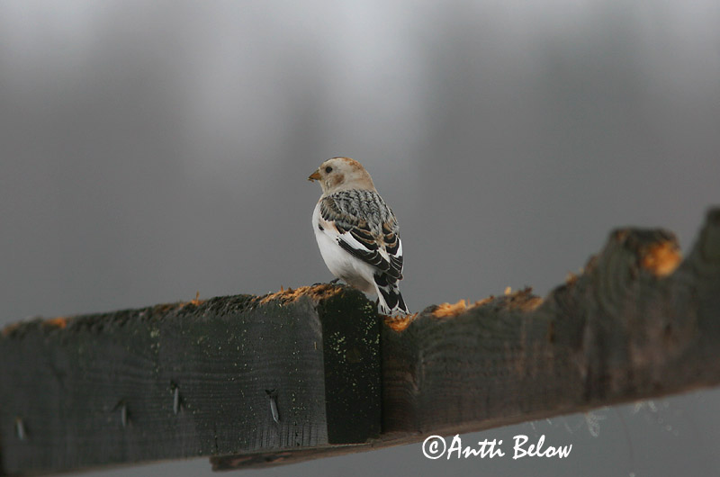 Avainsanat: Sit blanc Snespurv Sneeuwgors Snow Bunting Hangelind Pulmunen Bruant des neiges Schneeammer Hósármány Snjótittlingur Snøspurv Escrevedeira-das-neves Plectrophenax nivalis Escribano Nival Snösparv
