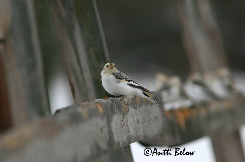 Avainsanat: Sit blanc Snespurv Sneeuwgors Snow Bunting Hangelind Pulmunen Bruant des neiges Schneeammer Hósármány Snjótittlingur Snøspurv Escrevedeira-das-neves Plectrophenax nivalis Escribano Nival Snösparv