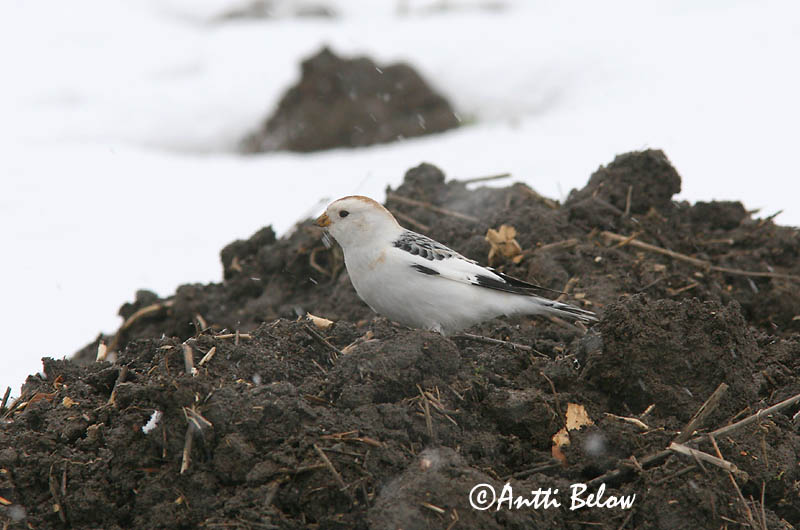 Avainsanat: Sit blanc Snespurv Sneeuwgors Snow Bunting Hangelind Pulmunen Bruant des neiges Schneeammer Hósármány Snjótittlingur Snøspurv Escrevedeira-das-neves Plectrophenax nivalis Escribano Nival Snösparv