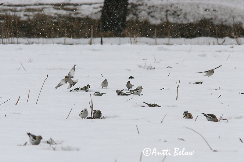 Avainsanat: Sit blanc Snespurv Sneeuwgors Snow Bunting Hangelind Pulmunen Bruant des neiges Schneeammer Hósármány Snjótittlingur Snøspurv Escrevedeira-das-neves Plectrophenax nivalis Escribano Nival Snösparv