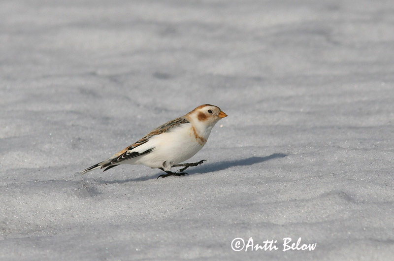Avainsanat: Sit blanc Snespurv Sneeuwgors Snow Bunting Hangelind Pulmunen Bruant des neiges Schneeammer Hósármány Snjótittlingur Snøspurv Escrevedeira-das-neves Plectrophenax nivalis Escribano Nival Snösparv