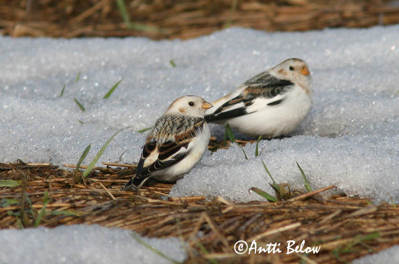 Avainsanat: Sit blanc Snespurv Sneeuwgors Snow Bunting Hangelind Pulmunen Bruant des neiges Schneeammer Hósármány Snjótittlingur Snøspurv Escrevedeira-das-neves Plectrophenax nivalis Escribano Nival Snösparv