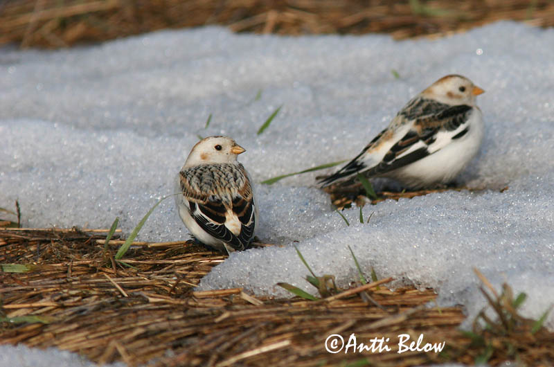 Avainsanat: Sit blanc Snespurv Sneeuwgors Snow Bunting Hangelind Pulmunen Bruant des neiges Schneeammer Hósármány Snjótittlingur Snøspurv Escrevedeira-das-neves Plectrophenax nivalis Escribano Nival Snösparv