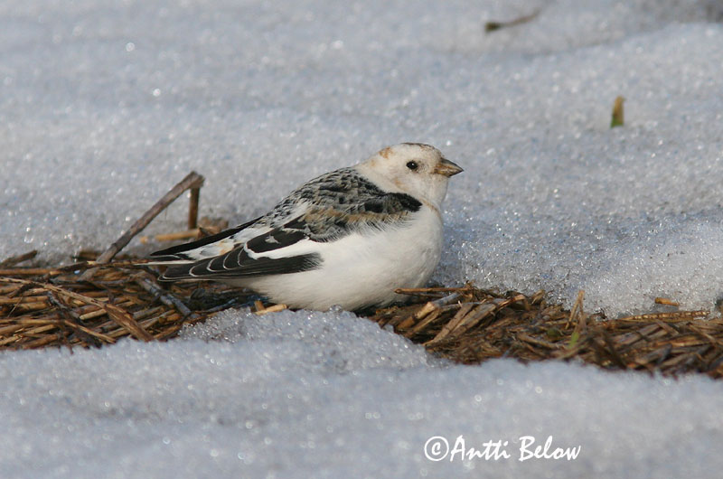 Avainsanat: Sit blanc Snespurv Sneeuwgors Snow Bunting Hangelind Pulmunen Bruant des neiges Schneeammer Hósármány Snjótittlingur Snøspurv Escrevedeira-das-neves Plectrophenax nivalis Escribano Nival Snösparv