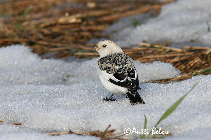 Avainsanat: Sit blanc Snespurv Sneeuwgors Snow Bunting Hangelind Pulmunen Bruant des neiges Schneeammer Hósármány Snjótittlingur Snøspurv Escrevedeira-das-neves Plectrophenax nivalis Escribano Nival Snösparv