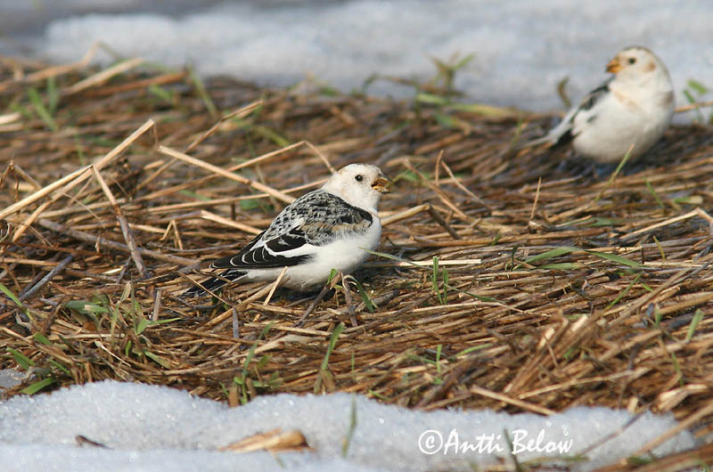 Avainsanat: Sit blanc Snespurv Sneeuwgors Snow Bunting Hangelind Pulmunen Bruant des neiges Schneeammer Hósármány Snjótittlingur Snøspurv Escrevedeira-das-neves Plectrophenax nivalis Escribano Nival Snösparv