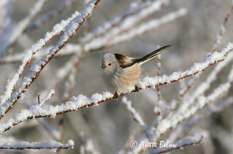 Avainsanat: Mallerenga cuallarga Halemejse Staartmees Long-tailed Tit Sabatihane Pyrstötiainen Mésange à longue queue Schwanzmeise Oszapó Skottmeisa Codibugnolo Stjertmeis Chapim-rabilongo Aegithalos caudatus Mito Stjärtmes
