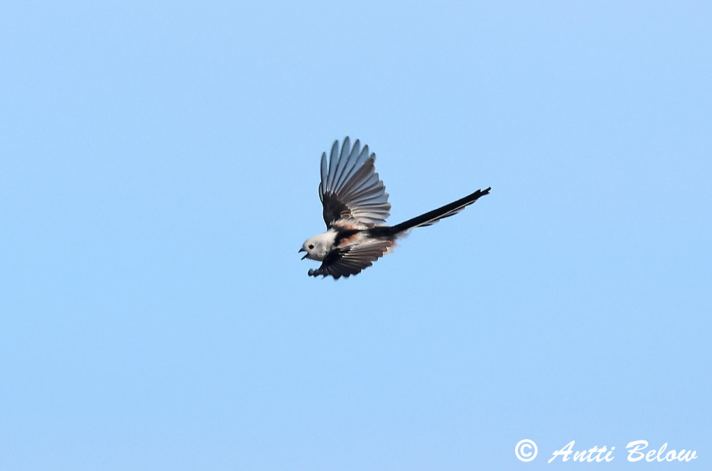 Kirkkonummi Rönnskär 10/2025
Avainsanat: Mallerenga cuallarga Halemejse Staartmees Long-tailed Tit Sabatihane Pyrstötiainen Mésange à longue queue Schwanzmeise Oszapó Skottmeisa Codibugnolo Stjertmeis Chapim-rabilongo Aegithalos caudatus Mito Stjärtmes