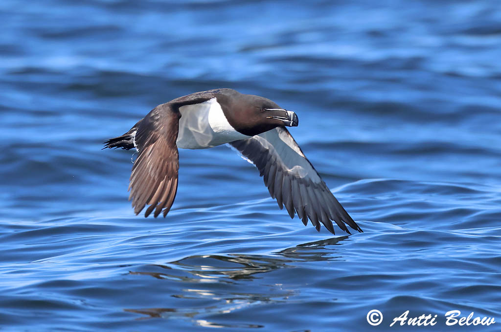 Loviisa 7/2025
Avainsanat: Gavot Alk Razorbill Ruokki Pingouin torda Tordalk Alka Álka Alke Torda-mergulheira Alca torda Alca Común Tordmule
