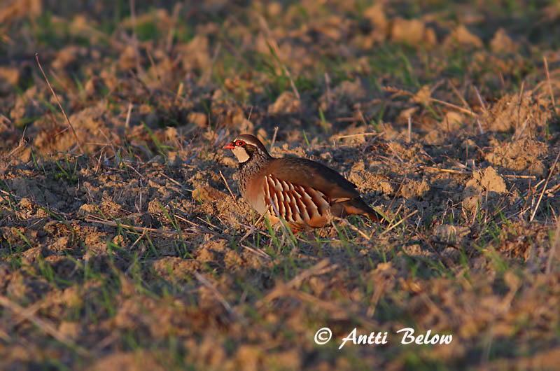 Avainsanat: 	Perdiu roja Rode patrijs Red-legged Partridge Punapyy Perdrix rouge Rothuhn Rødhøne Alectoris rufa Perdiz Roja Rödhöna