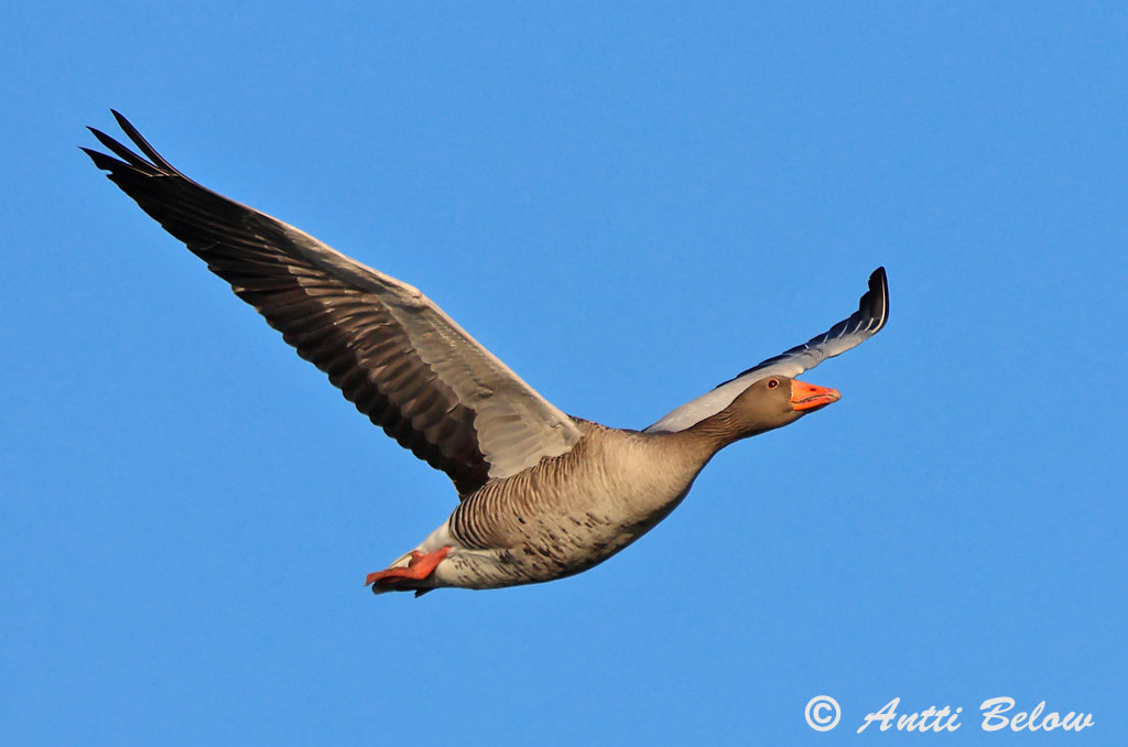 Hammarland Signilskär 4/2025
Avainsanat: Oca vulgar Grågås Grauwe gans Greylag Goose Hallhani roohani Merihanhi Oie cendrée Graugans Nyári lúd Grágæs Grågås Ganso-comum Anser anser Ansar Común Grågås