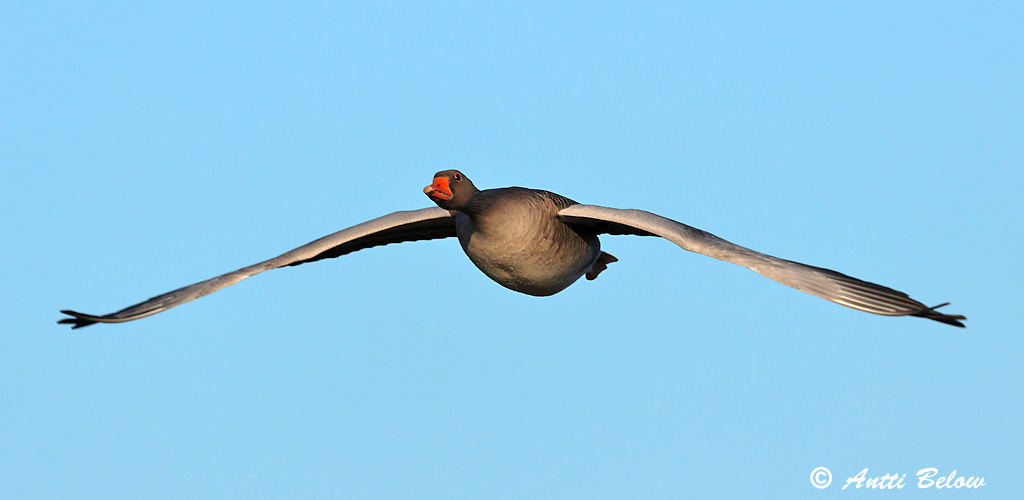 Hammarland Signilskär 4/2025
Avainsanat: Oca vulgar Grågås Grauwe gans Greylag Goose Hallhani roohani Merihanhi Oie cendrée Graugans Nyári lúd Grágæs Grågås Ganso-comum Anser anser Ansar Común Grågås