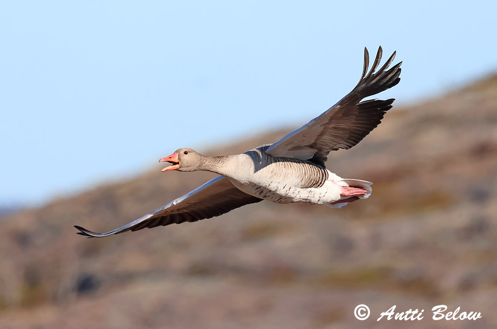 Hammarland Signilskär 4/2025
Avainsanat: Oca vulgar Grågås Grauwe gans Greylag Goose Hallhani roohani Merihanhi Oie cendrée Graugans Nyári lúd Grágæs Grågås Ganso-comum Anser anser Ansar Común Grågås