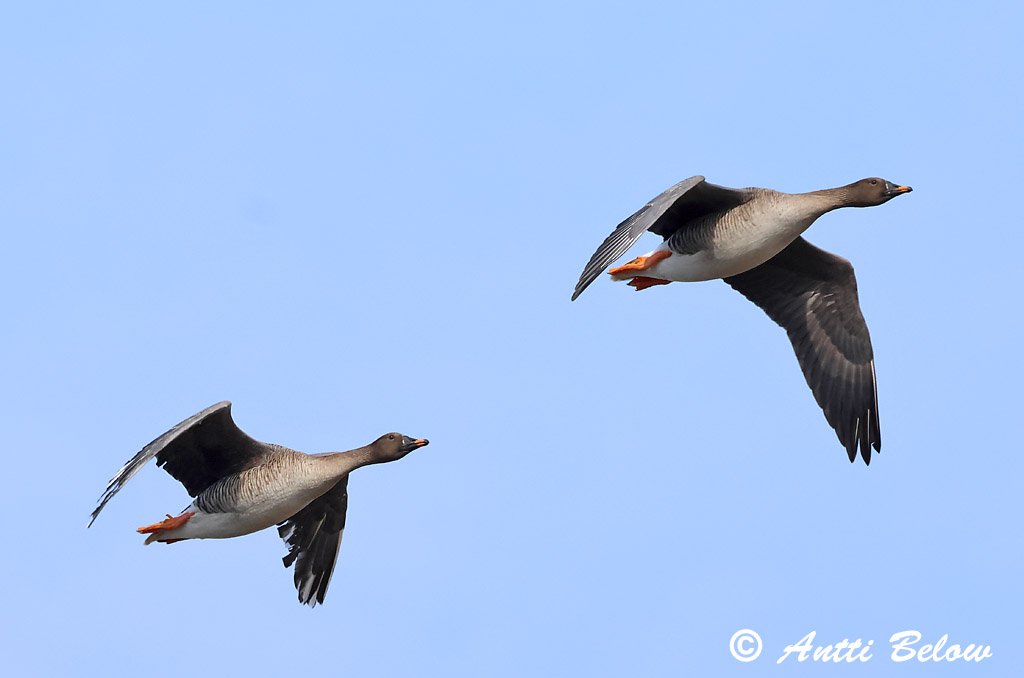 Hammarland Signilskär 4/2025
Avainsanat: Oca salvatge Sædgås Rietgans Bean Goose Rabahani Metsähanhi Oie des moissons Saatgans Vetési lúd Akurgæs Sædgås Ganso-campestre Anser fabalis Ansar Campestre Sädgås