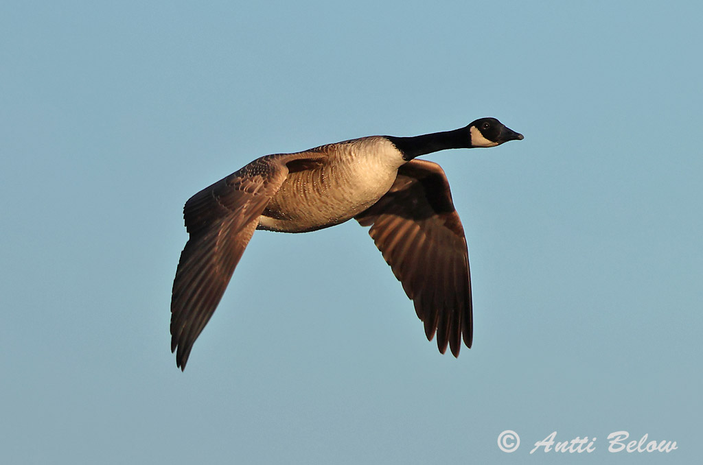 Hammarland Signilskär 4/2025
Avainsanat: Oca del Canadà ssp aleuta Kanadagås Canadese gans Canada Goose Kanada lagle Kanadanhanhi Bernache du Canada Kanadagans Kanadai lúd Kanadagæs Oca de Canada Kanadagås Ganso do Canadá Branta canadensis Barnacla Canadiense Kanadagås