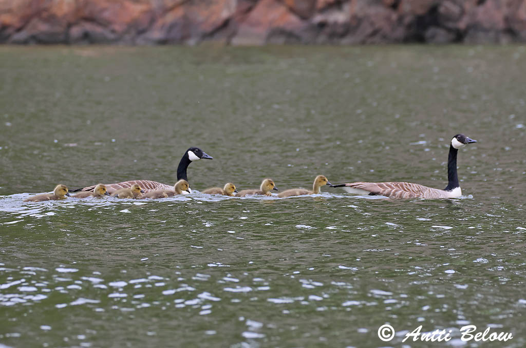 Sipoo 6/2025
Avainsanat: Oca del Canadà ssp aleuta Kanadagås Canadese gans Canada Goose Kanada lagle Kanadanhanhi Bernache du Canada Kanadagans Kanadai lúd Kanadagæs Oca de Canada Kanadagås Ganso do Canadá Branta canadensis Barnacla Canadiense Kanadagås