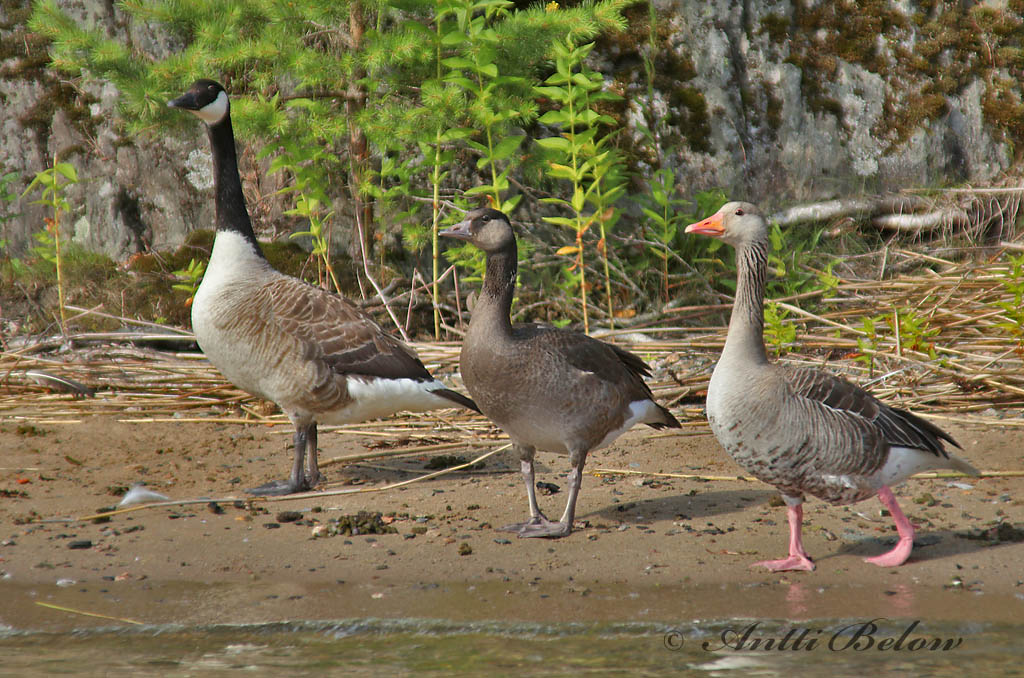 Sipoo
Branta canadensis x Anser anser
Avainsanat: Oca del Canadà ssp aleuta Kanadagås Canadese gans Canada Goose Kanada lagle Kanadanhanhi Bernache du Canada Kanadagans Kanadai lúd Kanadagæs Oca de Canada Kanadagås Ganso do Canadá Branta canadensis Barnacla Canadiense Kanadagås