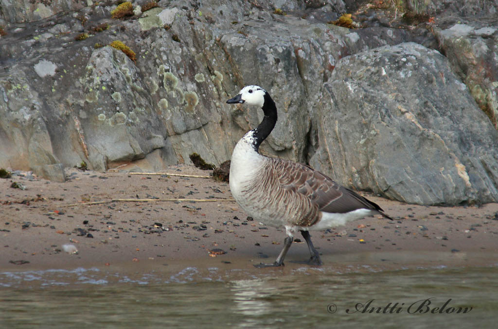Sipoo
Branta canadensis x Branta leucopsis
Avainsanat: Oca del Canadà ssp aleuta Kanadagås Canadese gans Canada Goose Kanada lagle Kanadanhanhi Bernache du Canada Kanadagans Kanadai lúd Kanadagæs Oca de Canada Kanadagås Ganso do Canadá Branta canadensis Barnacla Canadiense Kanadagås