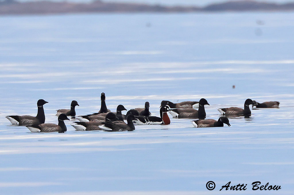 Porvoo 5/2025
Avainsanat: Oca de coll roig Rødhalset gås Roodhalsgans Red-breasted Goose Punakael-lagle Punakaulahanhi Bernache à cou roux Rothalsgans Vörösnyakú lúd Fagurgæs Oca collorosso Rødhalsgås Ganso-de-pescoço-ruivo Branta ruficollis Barnacl