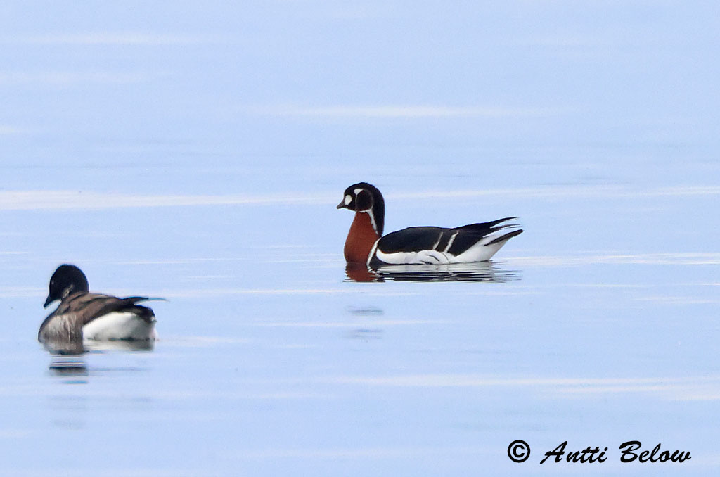 Porvoo 5/2025
Avainsanat: Oca de coll roig Rødhalset gås Roodhalsgans Red-breasted Goose Punakael-lagle Punakaulahanhi Bernache à cou roux Rothalsgans Vörösnyakú lúd Fagurgæs Oca collorosso Rødhalsgås Ganso-de-pescoço-ruivo Branta ruficollis Barnacl