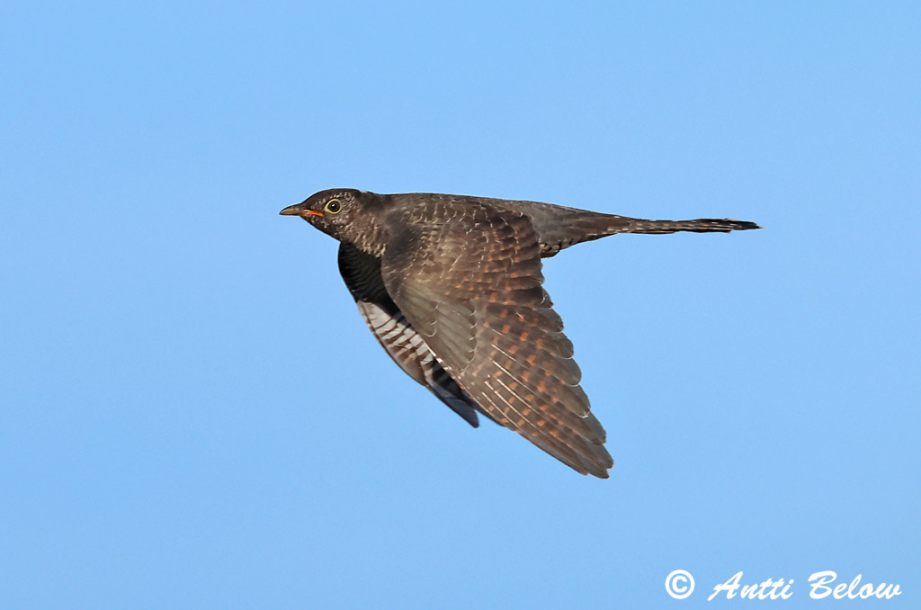 Porvoo 6/2025
Avainsanat: Cucut Gøg Koekoek Common Cuckoo Kägu Käki Coucou gris Kuckuck Kakukk Gaukur Gjøk Cuco-canoro Cuculus canorus Cuco Europeo Gök