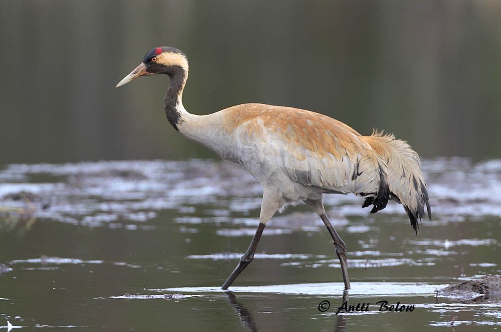 Avainsanat: Grua Trane Kraanvogel Common Crane Sookurg Kurki Grue cendrée Kranich Daru Grátrana Gru Grou-comum Grus grus Grulla Común Trana