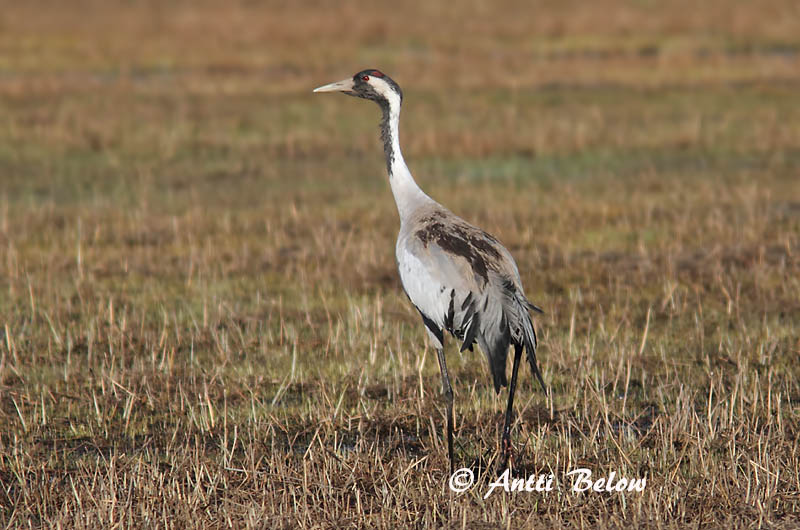 Avainsanat: Grua Trane Kraanvogel Common Crane Sookurg Kurki Grue cendrée Kranich Daru Grátrana Gru Grou-comum Grus grus Grulla Común Trana