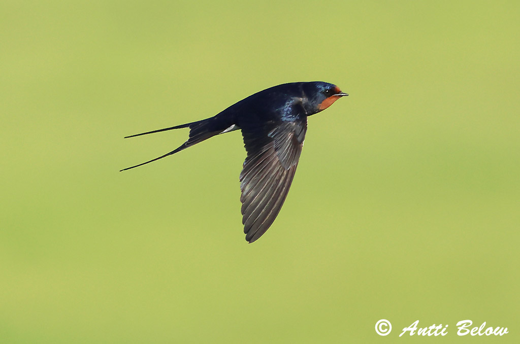 Maalahti 6/2024
Avainsanat: Oreneta vulgar Landsvale Boerenzwaluw Barn Swallow Suitsupääsuke Haarapääsky Hirondelle rustique Rauchschwalbe Füstifecske Landsvala Rondine Låvesvale Andorinha-das-chaminés Hirundo rustica Golondrina Común Ladusvala