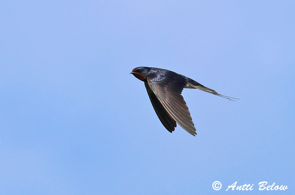 Maalahti 6/2024
Avainsanat: Oreneta vulgar Landsvale Boerenzwaluw Barn Swallow Suitsupääsuke Haarapääsky Hirondelle rustique Rauchschwalbe Füstifecske Landsvala Rondine Låvesvale Andorinha-das-chaminés Hirundo rustica Golondrina Común Ladusvala