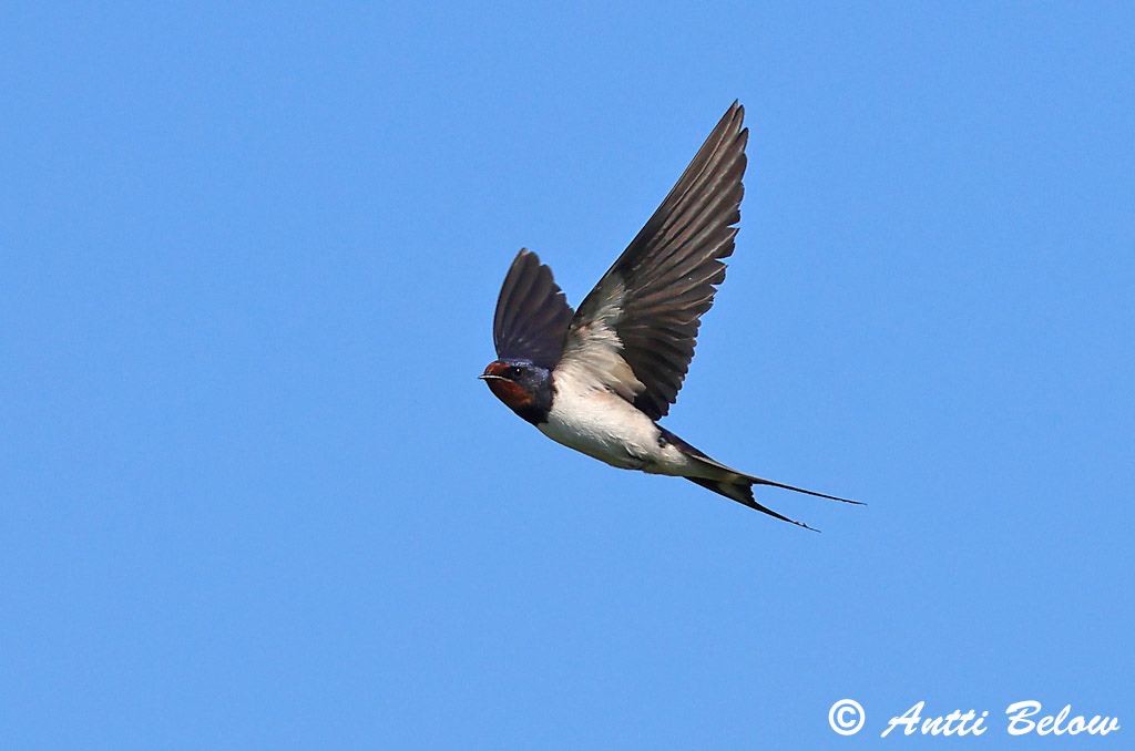 Maalahti 6/2024
Avainsanat: Oreneta vulgar Landsvale Boerenzwaluw Barn Swallow Suitsupääsuke Haarapääsky Hirondelle rustique Rauchschwalbe Füstifecske Landsvala Rondine Låvesvale Andorinha-das-chaminés Hirundo rustica Golondrina Común Ladusvala