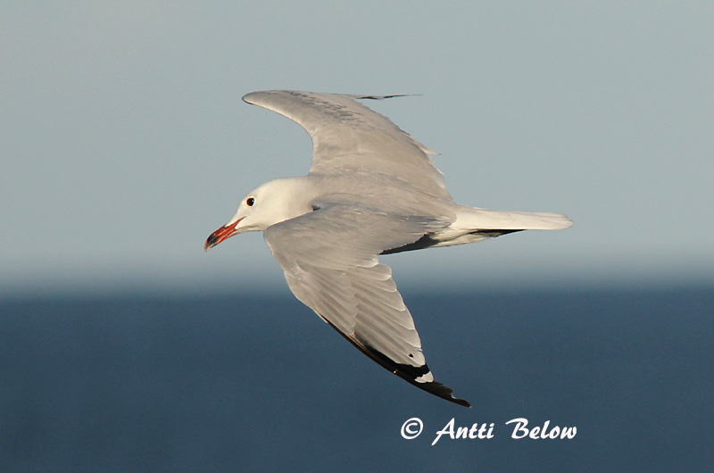 Avainsanat: Gavina corsa Audouins meeuw Audouin's Gull Välimerenlokki Goéland d'Audouin Korallenmöwe Gabbiano corso Middelhavsmåke Larus audouinii Gaviota de Audouin Rödnäbbad trut