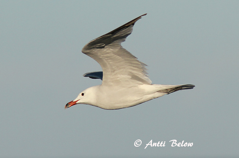Avainsanat: Gavina corsa Audouins meeuw Audouin's Gull Välimerenlokki Goéland d'Audouin Korallenmöwe Gabbiano corso Middelhavsmåke Larus audouinii Gaviota de Audouin Rödnäbbad trut