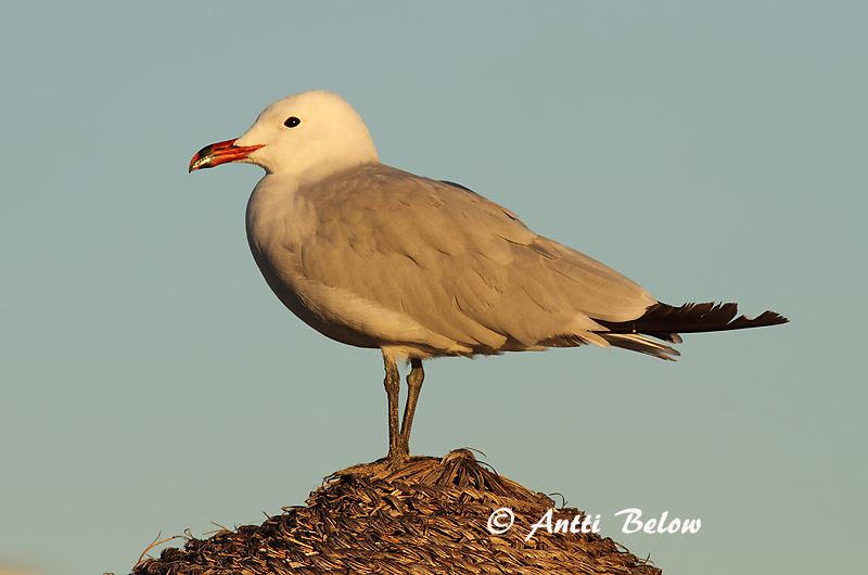 Avainsanat: Gavina corsa Audouins meeuw Audouin's Gull Välimerenlokki Goéland d'Audouin Korallenmöwe Gabbiano corso Middelhavsmåke Larus audouinii Gaviota de Audouin Rödnäbbad trut