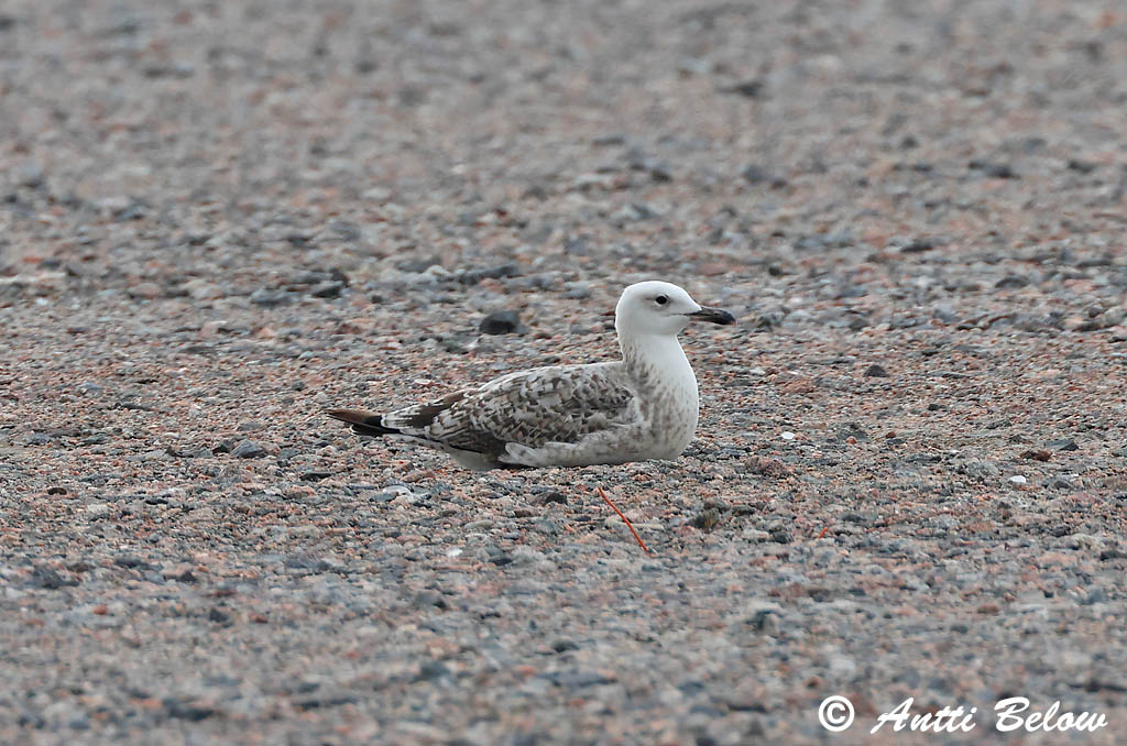 Helsinki 8/2025
Avainsanat: Aroharmaalokki Caspian Gull Gabbiano reale pontico Gaivota-de-patas-amarelas Gaviota del Caspio Geelpootmeeuw Goéland leucophée Gulbeingråmåke Kaspisk Måge Kaspisk trut Larus cachinnans Steppenmöwe Yellow-legged Gull Mewa białogłowa Racek bělohla