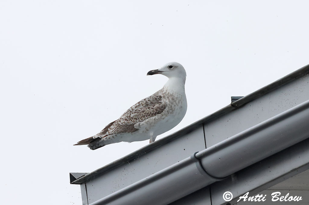 Helsinki 8/2025
Avainsanat: Aroharmaalokki Caspian Gull Gabbiano reale pontico Gaivota-de-patas-amarelas Gaviota del Caspio Geelpootmeeuw Goéland leucophée Gulbeingråmåke Kaspisk Måge Kaspisk trut Larus cachinnans Steppenmöwe Yellow-legged Gull Mewa białogłowa Racek bělohla