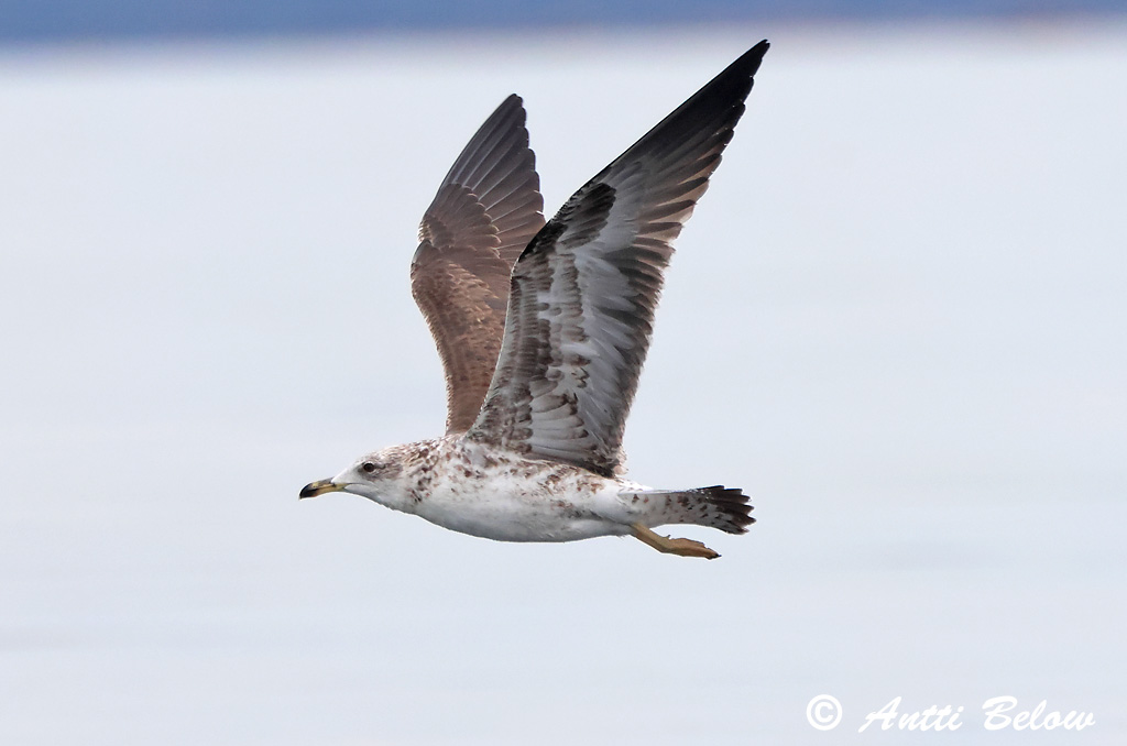 Porvoo 5/2025
2cy
Avainsanat: Gavià fosc Sildemåge Kleine mantelmeeuw Lesser Black-backed Gull Tõmmukajakas Selkälokki Goéland brun Heringsmöwe Heringsirály Sílamáfur Zafferano Sildemåke Gaivota-d'asa-escura Larus fuscus Gaviota Sombría Silltrut