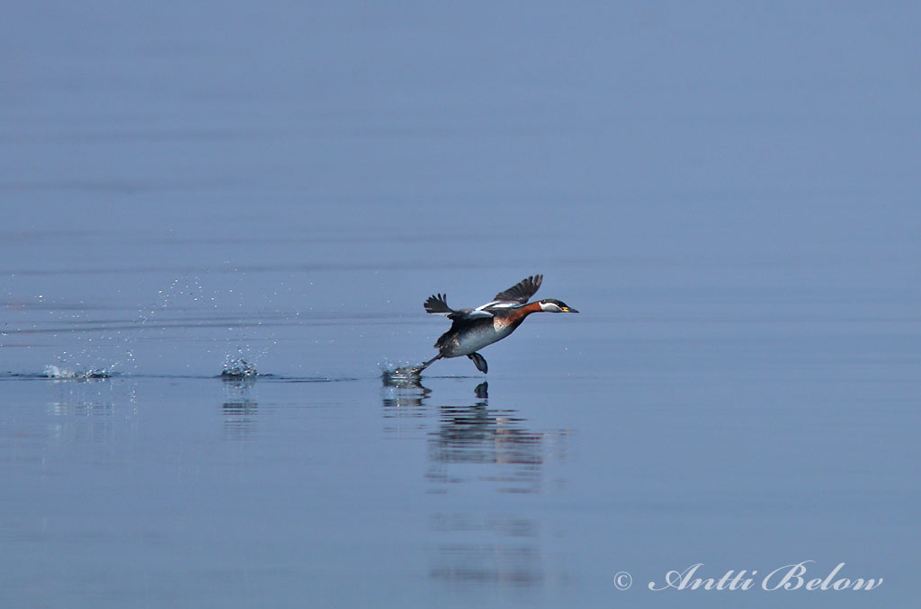 Avainsanat: Cabussó gris Gråstrubet lappedykker Roodhalsfuut Red-necked Grebe Hallpõtt-pütt Härkälintu Grèbe jougris Vörösnyakú vöcsök Rothalstaucher Sefgoði Gråstrupedykker Mergulhão-de-pescoço-ruivo Podiceps grisegena Somormujo Cuellirrojo Gråhaked