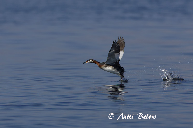 Avainsanat: Cabussó gris Gråstrubet lappedykker Roodhalsfuut Red-necked Grebe Hallpõtt-pütt Härkälintu Grèbe jougris Vörösnyakú vöcsök Rothalstaucher Sefgoði Gråstrupedykker Mergulhão-de-pescoço-ruivo Podiceps grisegena Somormujo Cuellirrojo Gråhaked