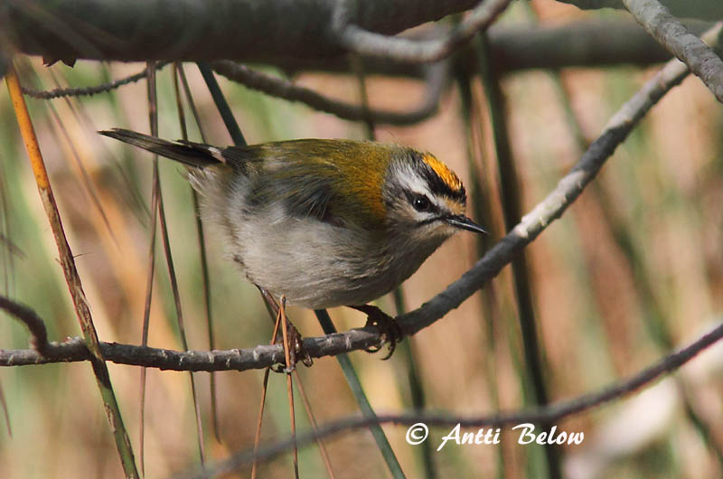 Avainsanat: Bruel Rødtoppet fuglekonge Vuurgoudhaantje Firecrest Lääne-pöialpoiss Tulipäähippiäinen Roitelet à triple bandeau Sommergoldhähnchen Tüzesfeju királyka Gullkollur Fiorrancino Rødtoppfuglekonge Estrelinha-de-cabeça-listada Regulus ignicapillus