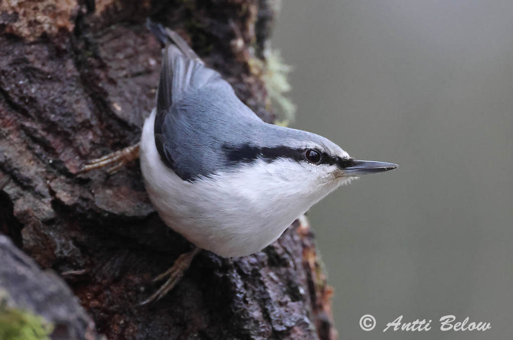 Helsinki 1/2025
asiatica
Avainsanat: Pica-soques blau Spætmejse Boomklever Eurasian Nuthatch Puukoristaja Pähkinänakkeli Sittelle torchepot Kleiber Csuszka Hnotigða Picchio muratore Spettmeis Trepadeira-azul Sitta europaea Trepador Azul Nötväcka